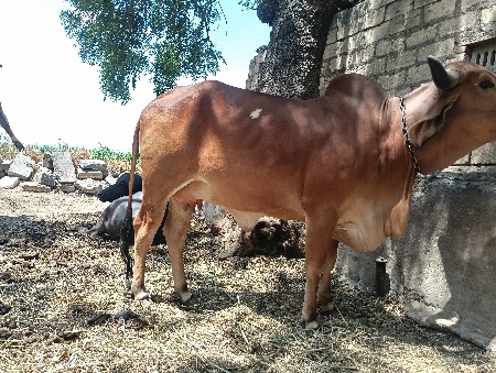ગાય 🐄 બીજું વેતર