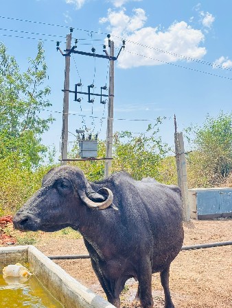 લાલભાઈ વાળા