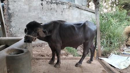 પાડો વેચવાનો છે