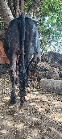 vechvani che