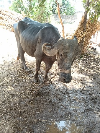 વેચવાની છે