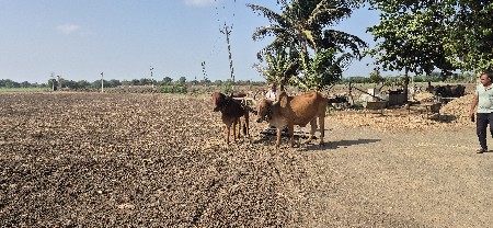 બળદ વેચવાના છે.
