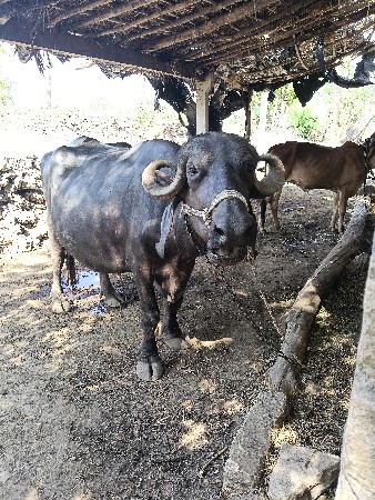 પેલું વેતરગાભણી 9:30 મહિના