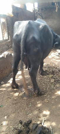 ભેસવેચવાનીછે