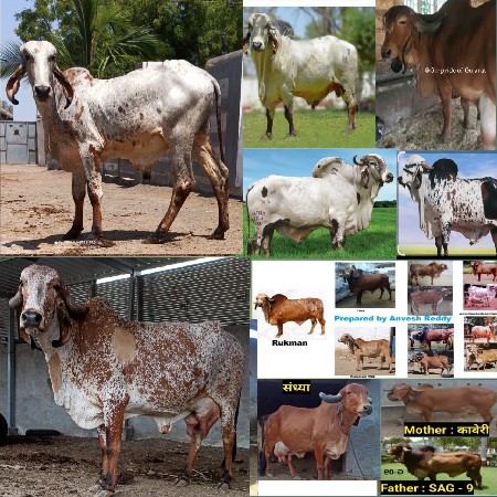 Bull Sell