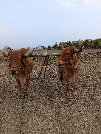 બળદ વેચવાના છે