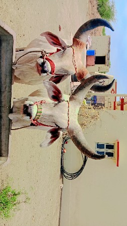 બળદ વેચવાના છે