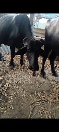ભેંસ વેચવાની છે