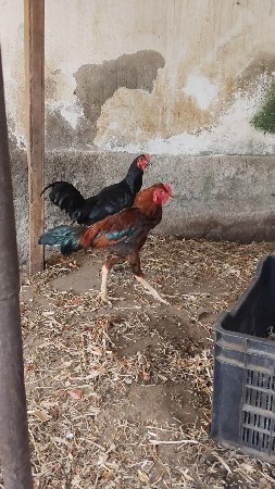 2 નંગ દેશી મુર્ગા દેવાના છે