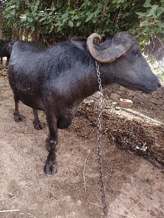 ભેંસ વેશયાની છે