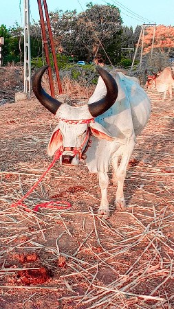 ફુલ જવાબદારી વેચવાના છે મારવા બેસવા