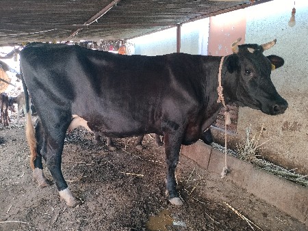 વેતર 1   45 દિવસ ની વિયાલ છે.