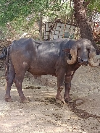 વેચવાનો છે