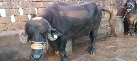ભેશ વેસવાની