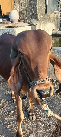 બે