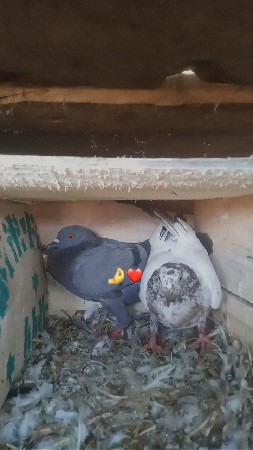હરો નર અને કંસરી માદિ