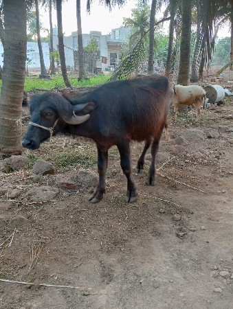 પાદા વેચવાના છે