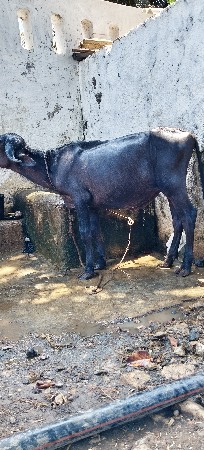 એકપાડો