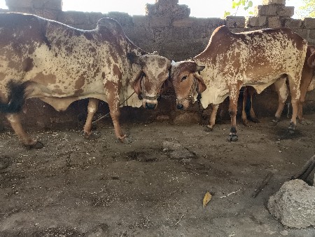 ગીર ગાય નું ઘી