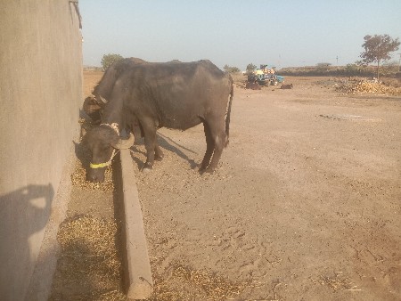 ખડેલુ વેચવા નું છે