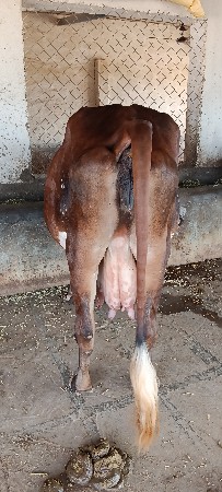 ગીર ક્રોસ ગાય વેચવાની છે