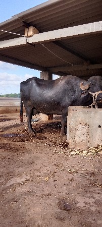 ભૅશ વેચવાની છે