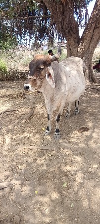 ગાય વેચવાની છે