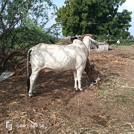 ગાય વેચવાની છે સોજીછે
