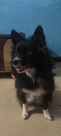 black Pomeranian female