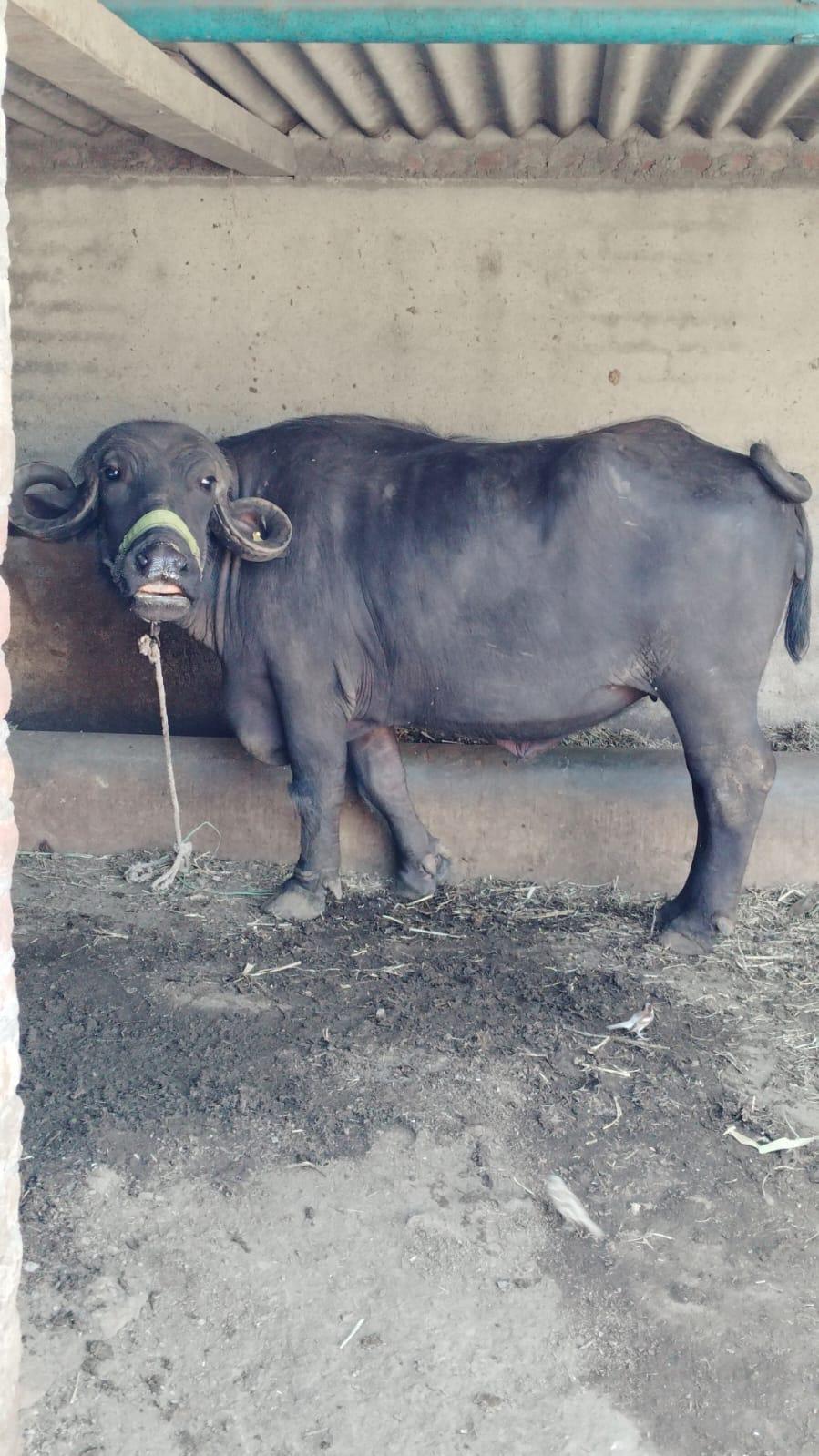 આ ખળેલી વેચવાની છે