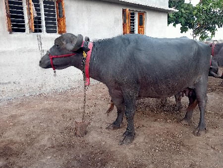 ભોંસ