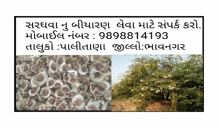 સરગવાનું  બિયારણ વેચવાનું