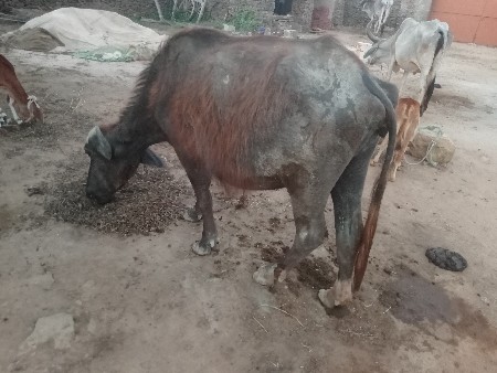 khadelu chhe