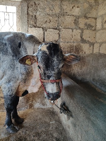 hf ખૂંટ વેચવાનો છે
