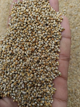 બાજરા વેચવાનો છે ઘર નો મીઠો