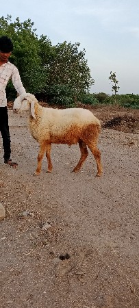 આ ઘેટો વેચવાનો