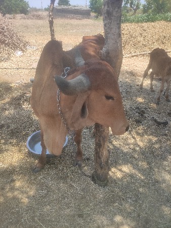 ગાય વેચવાની છે