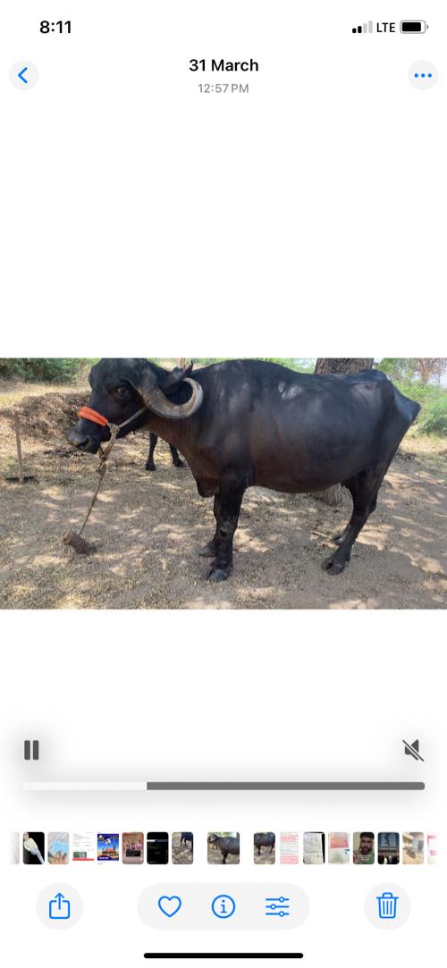 Khadeli vesa Vani se