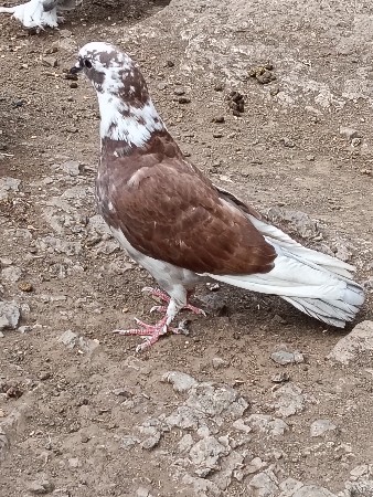 નર