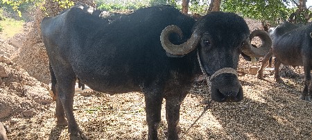 ભેંસ વેચવા ની છે