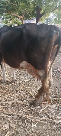 ગાય વેચવાની છ.