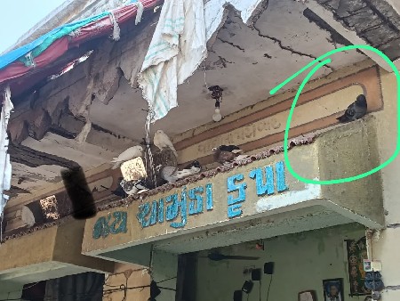 કબૂતર વેચવાના છે 350 નો નંગા