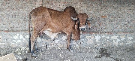 પ્યૉર ગીર ખુટ વેચવાનો છે