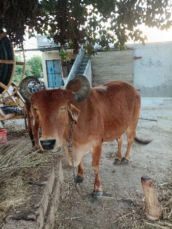 ગાય દેવાની હે 8.20 દિવસથિયા હે
