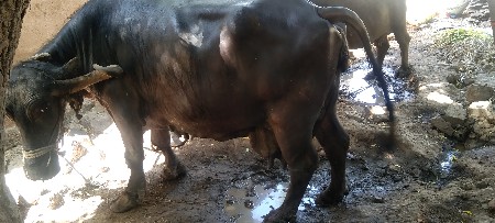 ભેંસ વેચવાની છે