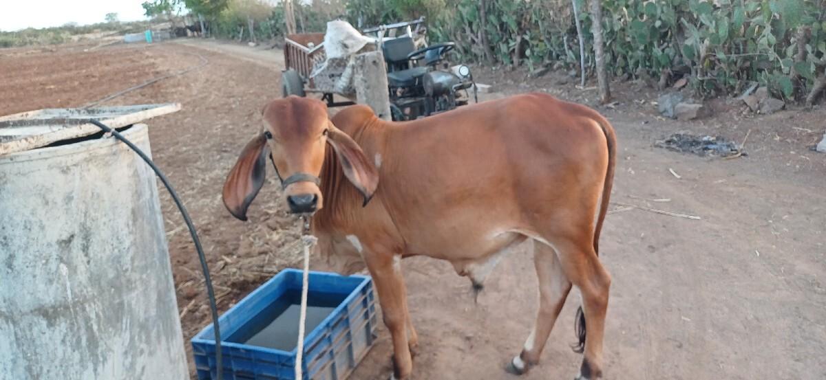 ગોઢલો વેચવાનો છે