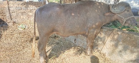 ભુરો પાડો વેચવાનુ