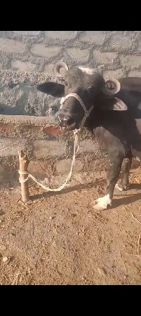 ભેંસ વેચવાની છે