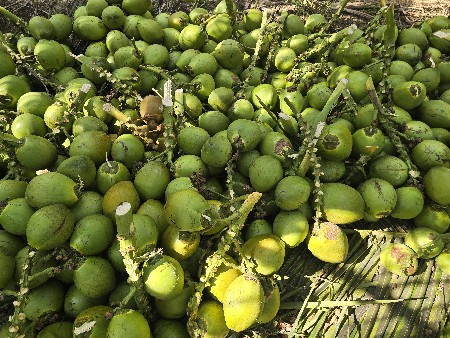 નારિયેળ
