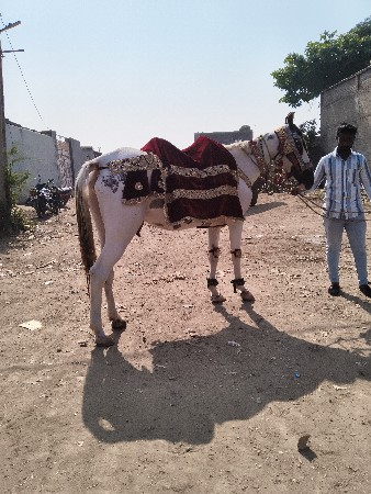 lalbavli chalu varghodani